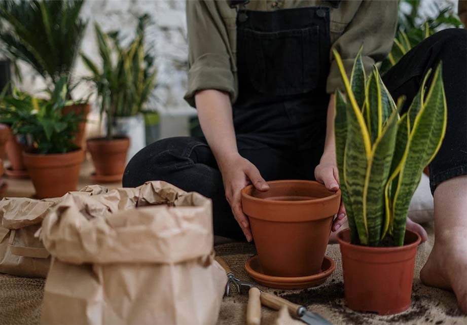 Complementos en nuestra tienda online Verde Tierra Floristería Comercio al por menor de flores, plantas, semillas, fertilizantes, animales de compañía y alimentos para los mismos en Ayora, Valencia Complementos en nuestra tienda online Verde Tierra Floristería Comercio al por menor de flores, plantas, semillas, fertilizantes, animales de compañía y alimentos para los mismos en Ayora, Valencia