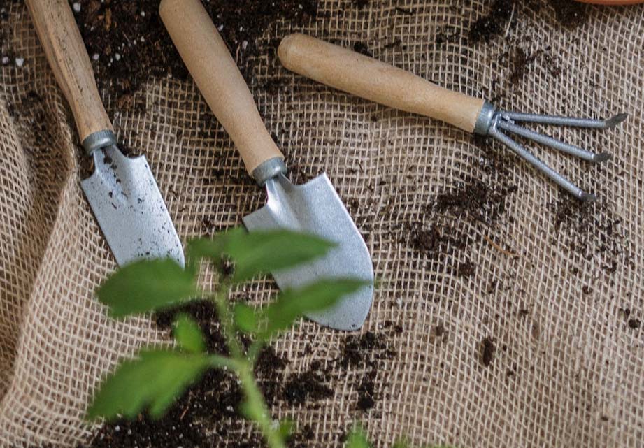 Sets de Jardinería en nuestra tienda online Verde Tierra Floristería Comercio al por menor de flores, plantas, semillas, fertilizantes, animales de compañía y alimentos para los mismos en Ayora, Valencia Sets de Jardinería en nuestra tienda online Verde Tierra Floristería Comercio al por menor de flores, plantas, semillas, fertilizantes, animales de compañía y alimentos para los mismos en Ayora, Valencia